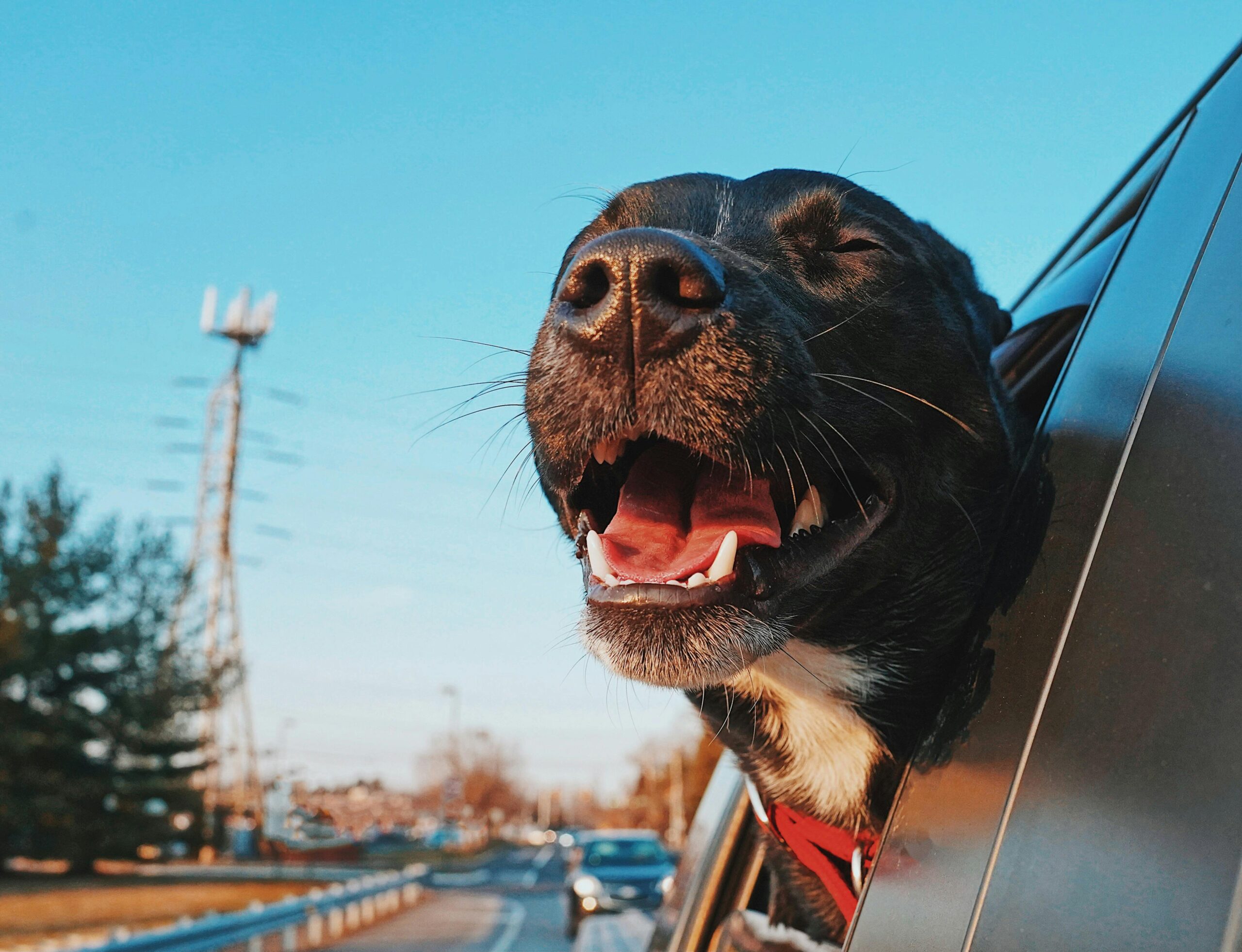 Sådan får du en god ferie med hund – 10 tips til en mere afslappet rejse pexels photo 9738676 9738676
